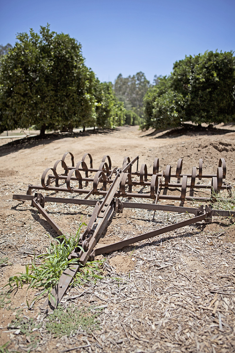 Riverside wedding, outdoor wedding, intimate wedding, diy wedding, homemade bouquet, citrus historical park wedding, I.E wedding, small wedding, california state historical park, orange grove wedding, citrus grove wedding, summer wedding, I.E wedding photographer, Riverside wedding photographer, Nicolette Moku Photography wedding, peony bouquet, Inland Empire wedding photographer, black and white wedding photos