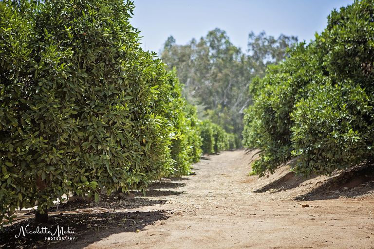 Riverside wedding, outdoor wedding, intimate wedding, diy wedding, homemade bouquet, citrus historical park wedding, I.E wedding, small wedding, california state historical park, orange grove wedding, citrus grove wedding, summer wedding, I.E wedding photographer, Riverside wedding photographer, Nicolette Moku Photography wedding, peony bouquet, Inland Empire wedding photographer, black and white wedding photos