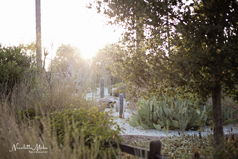 pasadena engagement, garden engagement session, los angeles engagement session, pasadena wedding photographer, pasadena engagement photographer, lifestyle wedding photographer, lifestyle engagement photographer, natural light photographer, southern california engagement photographer, sunset engagement pictures, golden hour engagement, summer engagement 