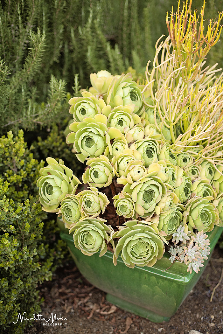 pasadena engagement, garden engagement session, los angeles engagement session, pasadena wedding photographer, pasadena engagement photographer, lifestyle wedding photographer, lifestyle engagement photographer, natural light photographer, southern california engagement photographer, sunset engagement pictures, golden hour engagement, summer engagement 