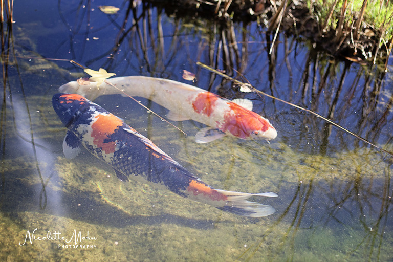 japanese garden engagement pictures, lifestyle engagement pictures, long beach engagement session, los angeles engagement photos, los angeles engagement photographer, long beach engagement photographer, earl burns miller japanese garden portraits, kenneth gerasimov, rachel roth, engagement session, 