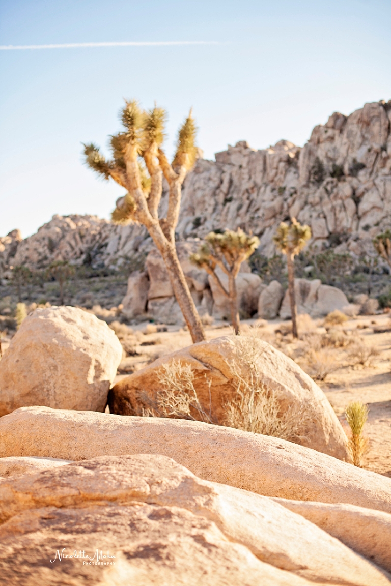 joshua tree engagement, joshua tree engagement session, joshua tree national park, desert engagement session, desert engagement, outdoor engagement session, golden hour engagement session, warm light, natural light engagement session, natural light photographer, natural light engagement photographer, natural light wedding photographer, lifestyle engagement photographer, engagement session on rocks, whittier photographer, whittier engagement photographer, whittier wedding photographer