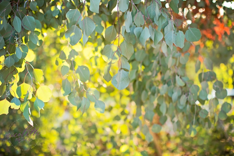 nature maternity session, sunset maternity photos, lifestyle maternity portraits, whittier photographer, whittier maternity photographer, whittier family portraits, maternity portraits, natural light maternity photos, warm light maternity photos, open field maternity session, outdoor maternity photos