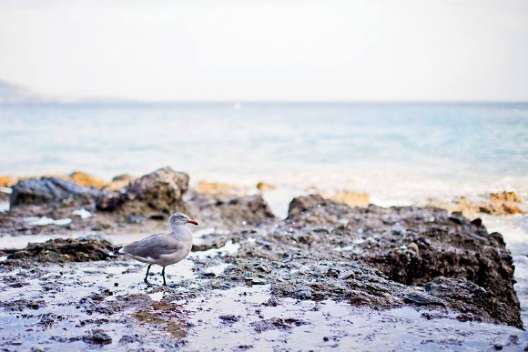 Laguna beach engagement session, laguna beach engagement, beach engagement session, laguna beach photographer, whittier photographer, outdoor photographer, natural light photographer, natural light engagement session, sunset engagement, golden hour, lifestyle photographer