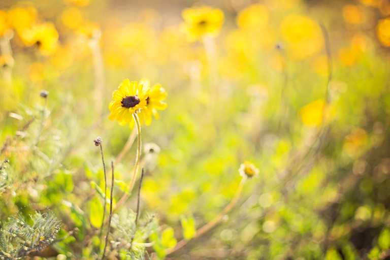 toddler portraits, toddler outdoor portraits, whittier photographer, whittier family photographer, whittier lifestyle photographer, newport back bay photos, outdoor children photographer, 2 year old portraits, 2 year old outdoor photos, sunset photos, sunset portraits, golden hour portraits, nature portraits, whittier natural light photographer, spring portraits