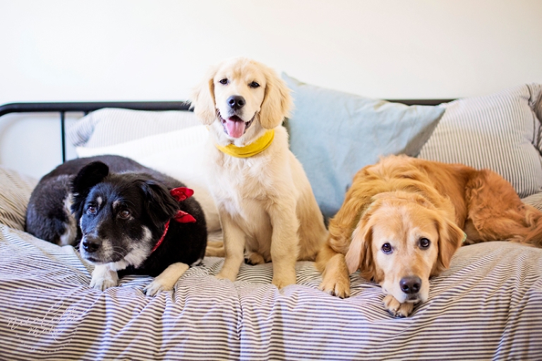 puppy photos, puppy portraits, dog portraits, lifestyle photographs, whittier photographer, whittier family photographer