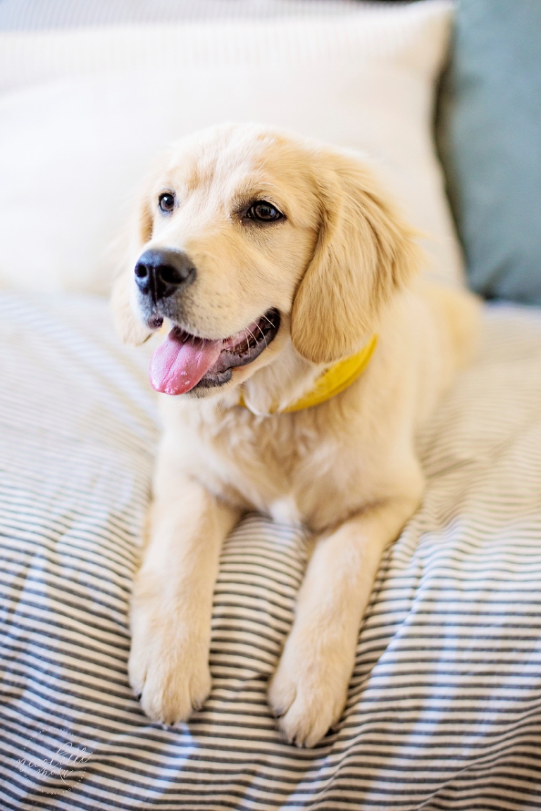 puppy photos, puppy portraits, dog portraits, lifestyle photographs, whittier photographer, whittier family photographer