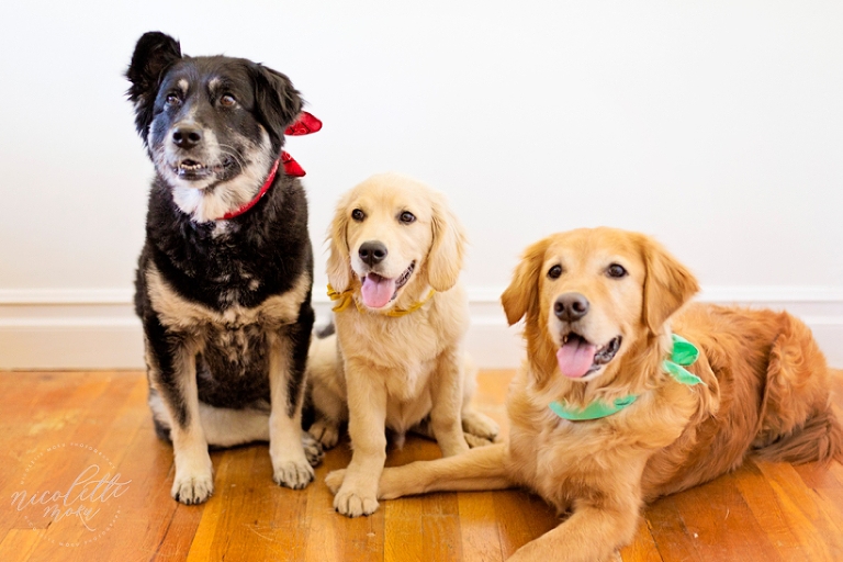 puppy photos, puppy portraits, dog portraits, lifestyle photographs, whittier photographer, whittier family photographer