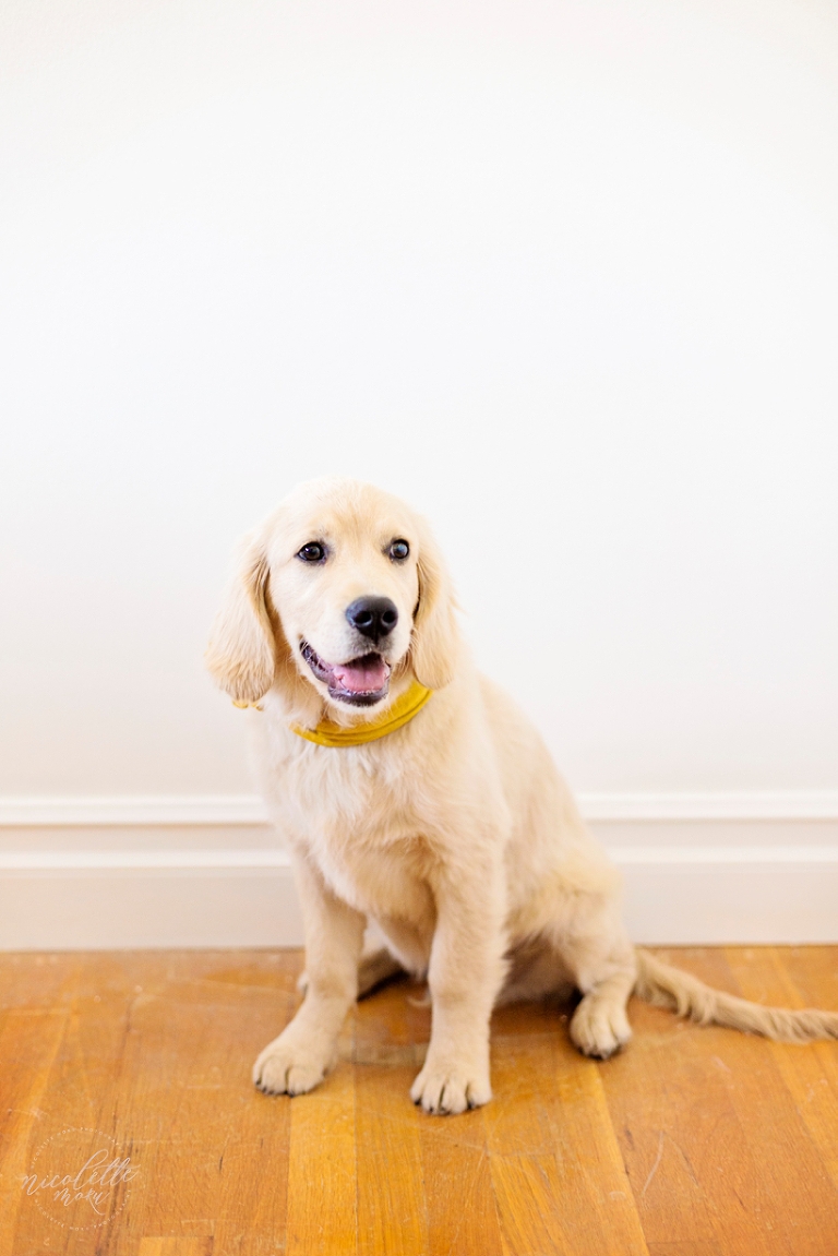 puppy photos, puppy portraits, dog portraits, lifestyle photographs, whittier photographer, whittier family photographer