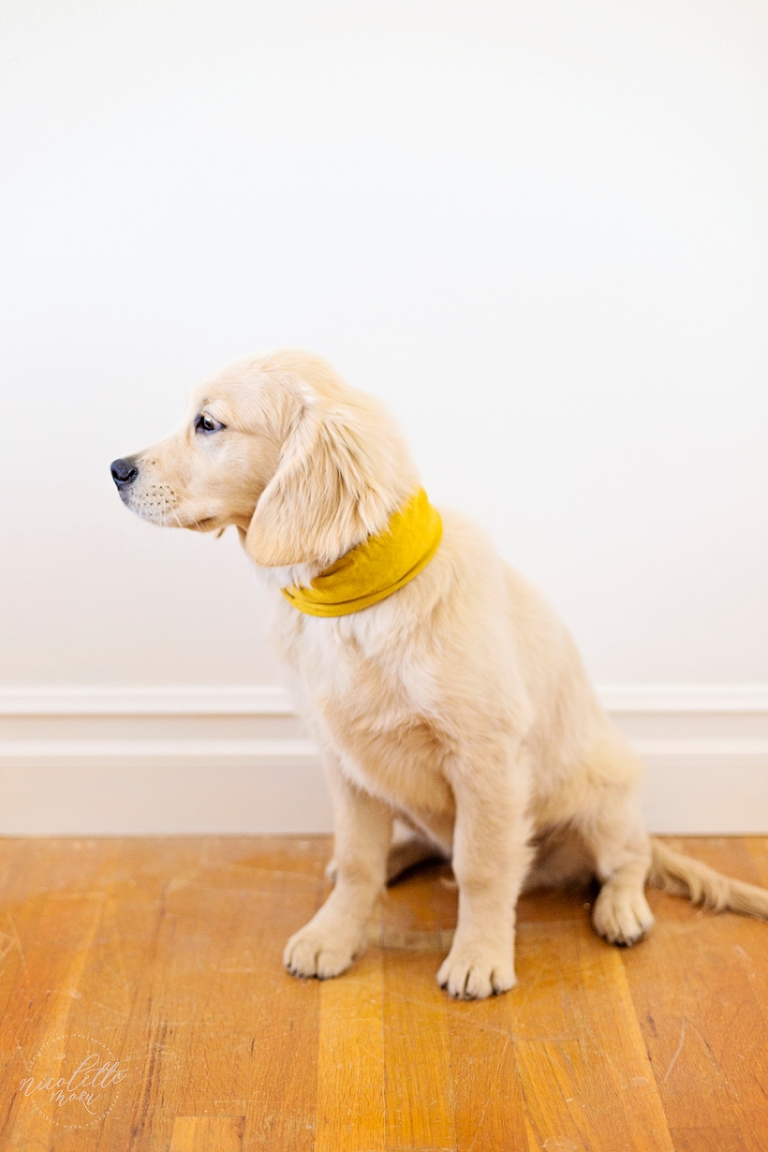 puppy photos, puppy portraits, dog portraits, lifestyle photographs, whittier photographer, whittier family photographer