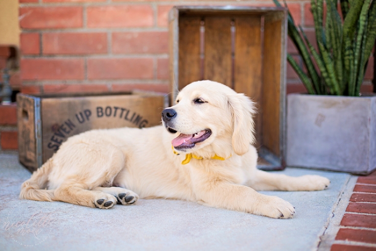 puppy photos, puppy portraits, dog portraits, lifestyle photographs, whittier photographer, whittier family photographer