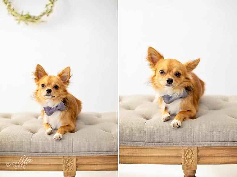 holiday mini session, indoor whittier family session, indoor family portraits, curated photos, twig and vine florals, twig and vine florals photos, floral portraits, family photos with flowers, indoor lifestyle photos, whittier portraits, whittier family photographer, whittier lifestyle photographer